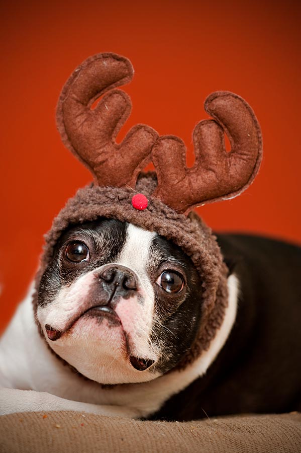 Monty The Reindeer